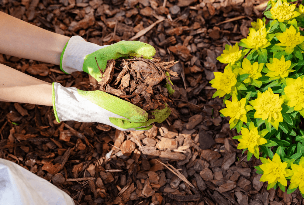Why mulch is good for your garden